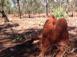Termite mound