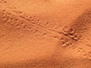 Lizard tracks