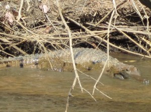 Freshwater crocodile