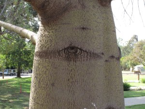 Eye in tree