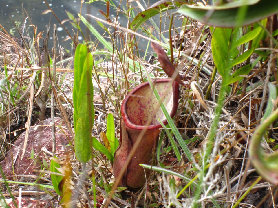 Pitcher plant